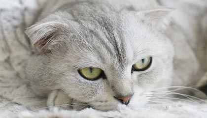 开云网页版-西亚强队交锋：沙特劲旅迎战日本豪门，沙特是中亚还是西亚