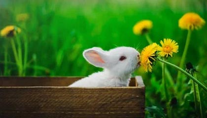 开云体育APP下载-中澳女队混合接力巅峰对决，中澳女篮