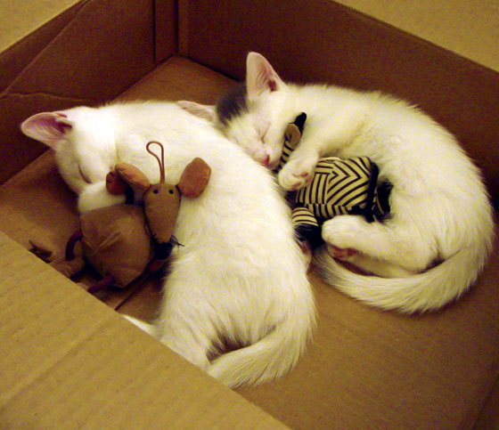 “青春奋起”青少年篮球明星选拔营在南京抢占先机，塑造未来偶像