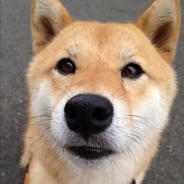 传奇教练的秘密:他们的战术体系如何助力球队夺冠?,传奇主教练