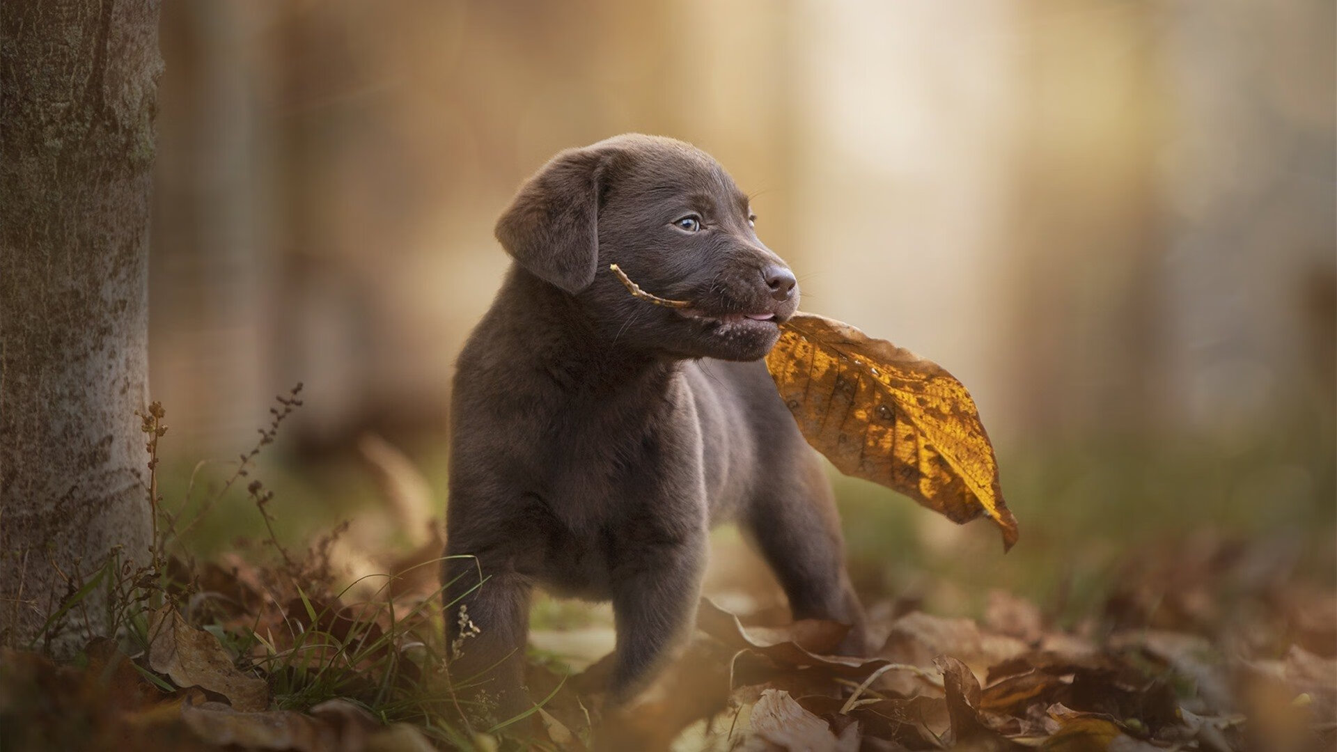 kaiyun官方入口登录-未来足球王者：新星在欧冠的崭露头角，未来足球十大潜力球星