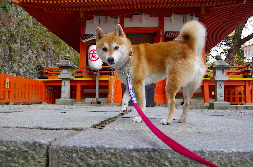 KAIYUNAPP-克罗地亚队在巴黎奥运会手球比赛中取得历史性突破，克罗地亚男足进奥运会了吗