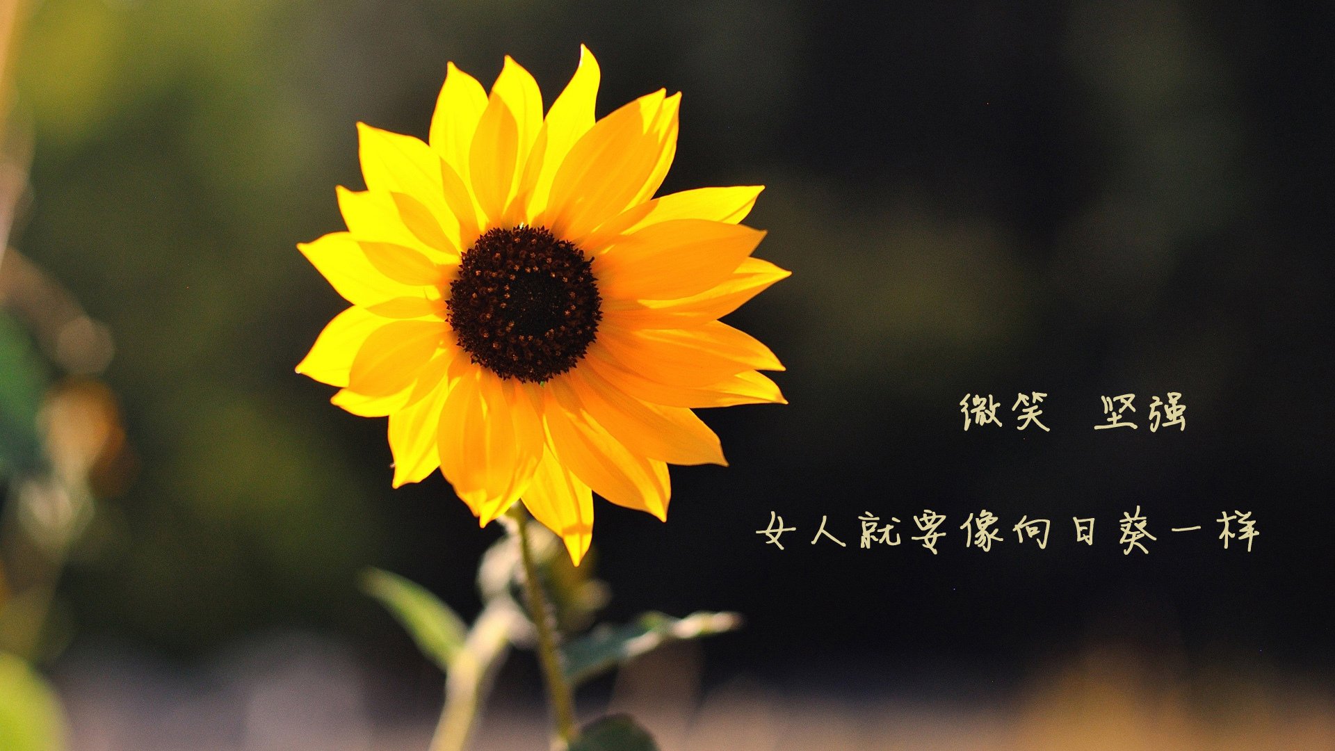 开云平台-河北华夏幸福球员在场上发挥水平超过预期，河北华夏幸福球队老板