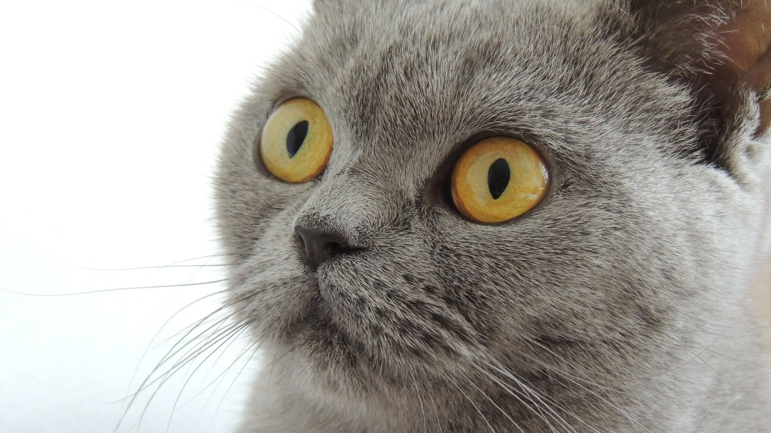 kaiyun.com-瑞典破英格兰球门，赢得一场惊险胜利，瑞典英格兰比分预测