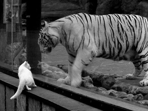 开云kaiyun-米切尔单场轰炸+力擒国王，爵士疯狂热身，米切尔的伤势