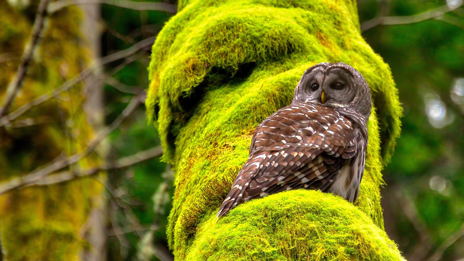 马德里竞技坐阵主场,追求胜利之路,马德里竞技资料