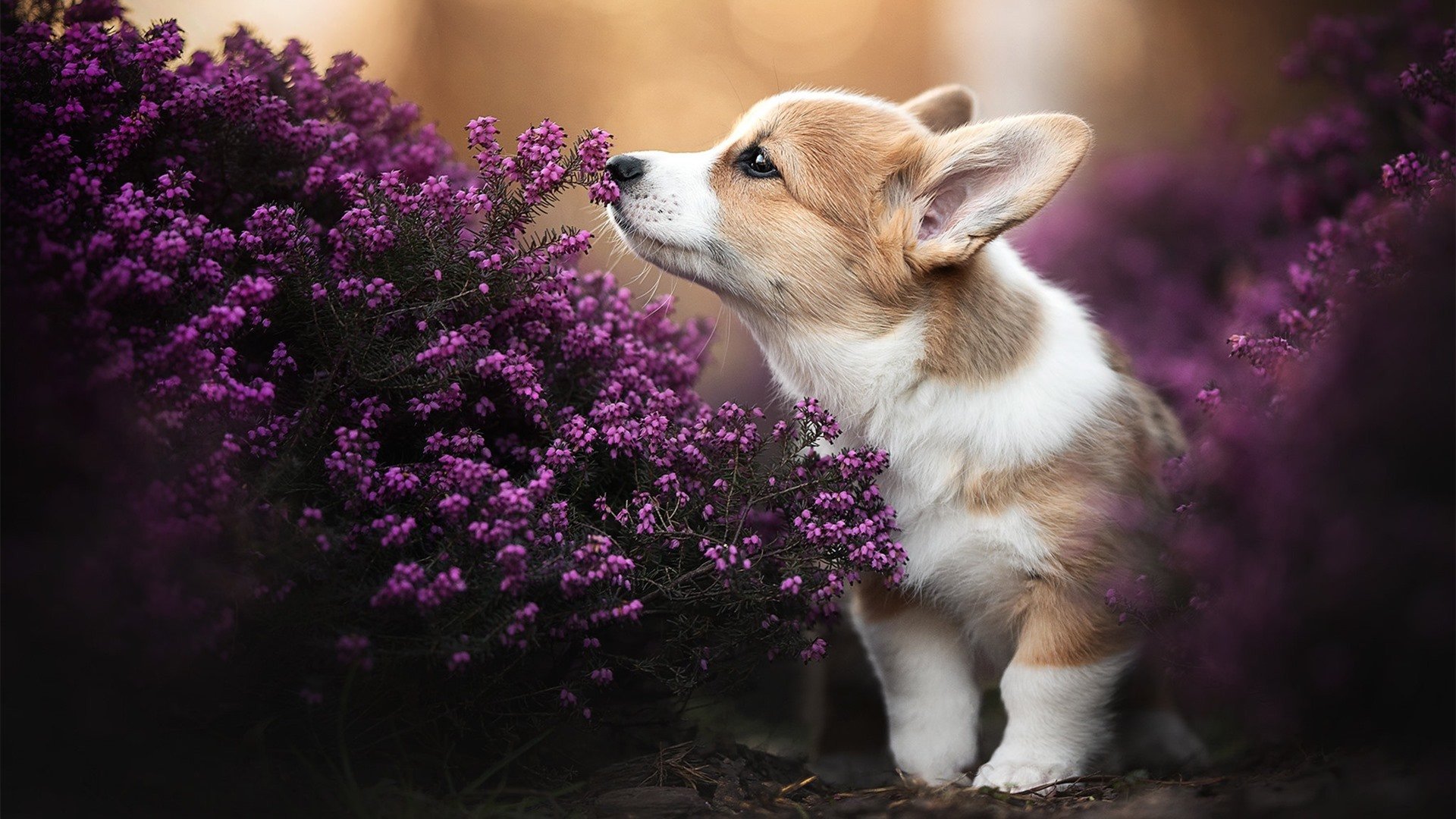 中国篮球运动员防守技术提升策略及训练方法，篮球个人防守技术