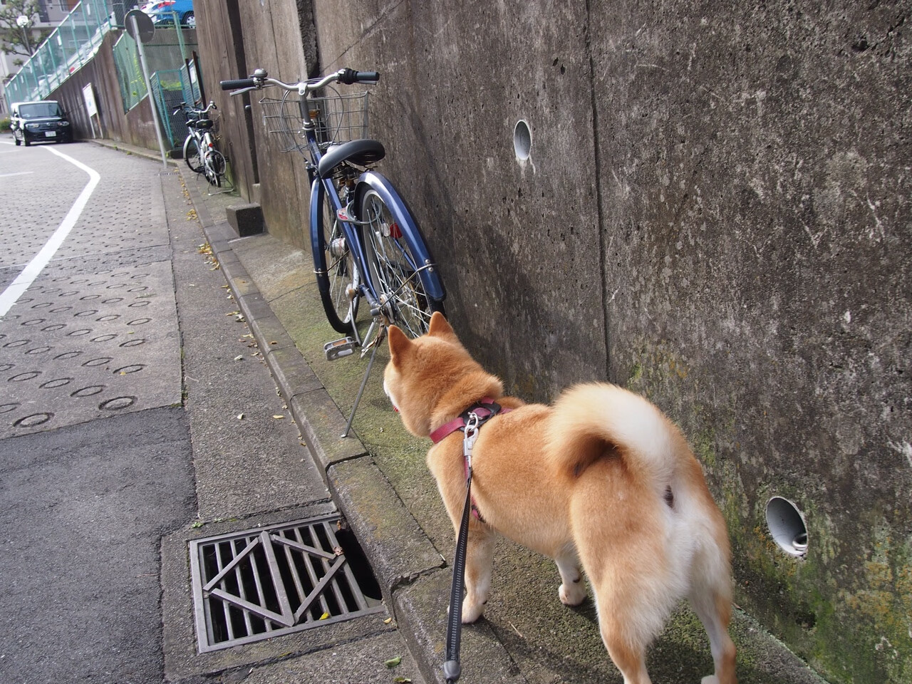 中国青少年篮球均衡发展政策分析，中国青少年篮球训练指导手册