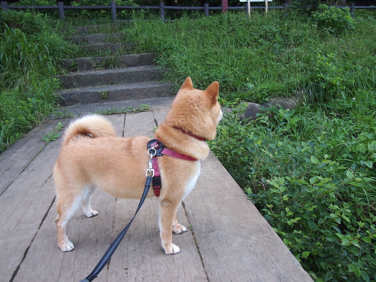 麦基翁蝉联仰泳三项冠军,麦基翁拿了几块金牌