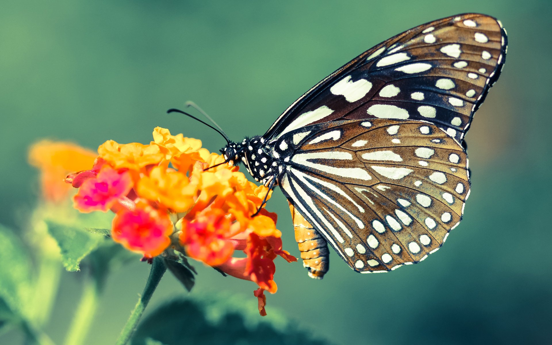 平台上线战术互动模块球迷可模拟排兵布阵提升参与体验，足球战术模拟