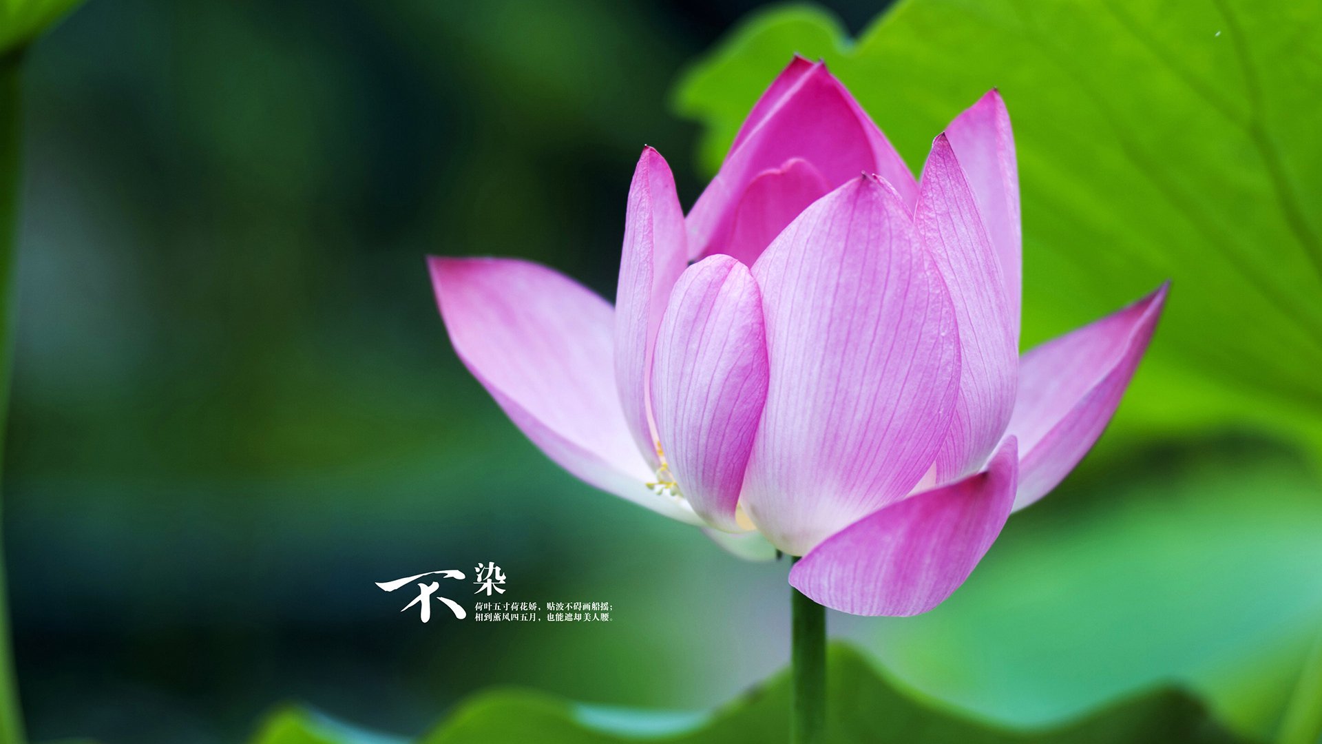 篮球特色学校建设步伐加快覆盖多个地区,全国篮球特色学校有什么好处