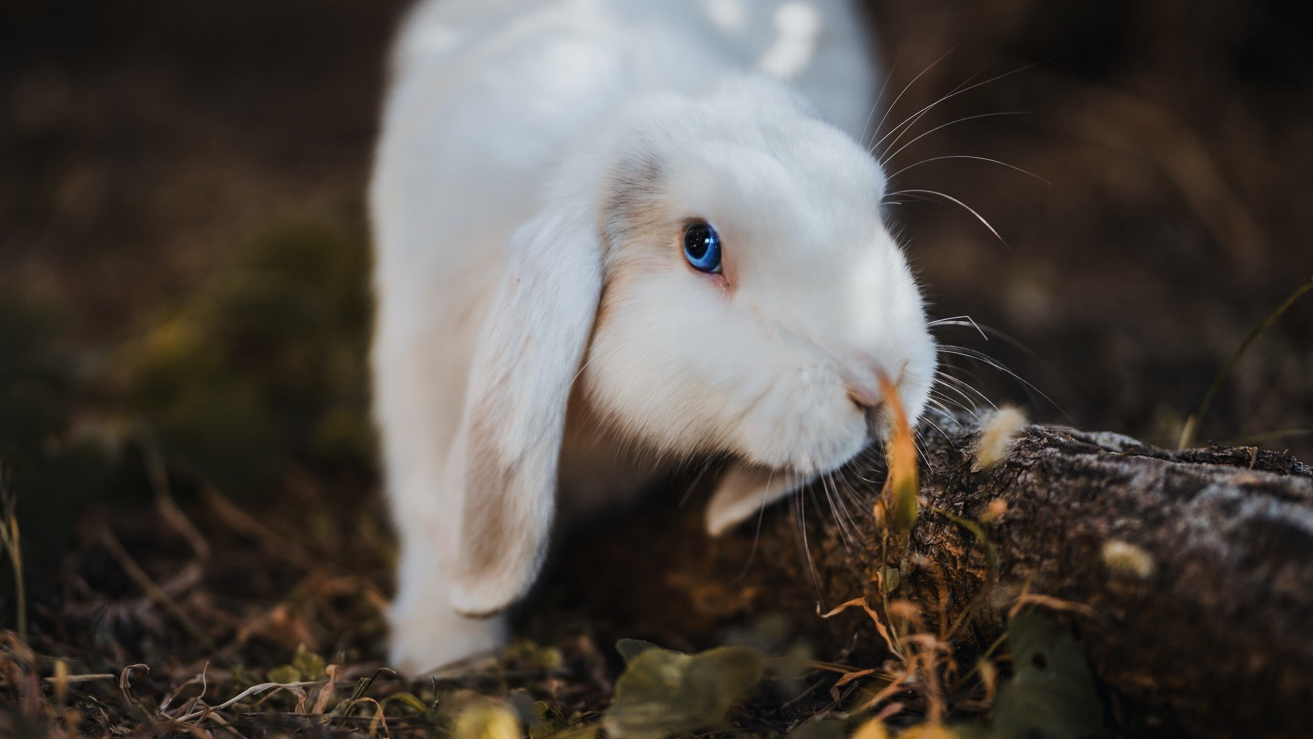 kaiyun体育综合-跳水姿态优雅摩纳哥获认可，摩洛哥跳水